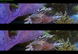 Сцена из фильма Чудеса моря в 3D / Wonders of the Sea 3D (2017) Чудеса моря в 3D сцена 16