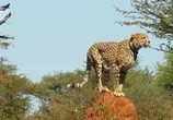 ТВ Царство гепардов / Cheetah Kingdom (2010) - cцена 1