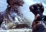 Сцена из фильма BBC: Наедине с природой: Бегемоты без воды / BBC: HIPPOS out of water (2004) 