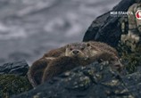Сцена из фильма Шетландские выдры. Удивительная история одной семьи / Shetland's Otters. The Tale of a Draatsi Family (2019) Шетландские выдры. Удивительная история одной семьи сцена 4
