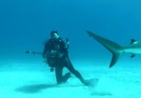 Сцена из фильма Акулы 3D: Властелины подводного мира / Sharks 3D: Kings of the Ocean (2013) Акулы 3D: Властелины подводного мира сцена 2