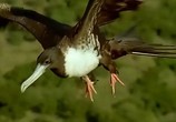 ТВ BBC: Наедине с природой: Дурное поведение птиц / Birds behaving Badly (2004) - cцена 4