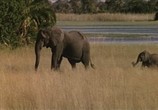 Сцена из фильма Затерянные в Африке / Lost in Africa (1994) Затерянные в Африке сцена 10