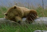 ТВ BBC: Живой мир (Мир природы): Полярные медведи и гризли / The Natural World. Polar bears & grizzlies - bears on top of the world (2007) - cцена 5