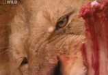 Сцена из фильма National Geographic : Самые опасные животные : Стайные охотники / World's deadliest : Pack hanters (2010) 