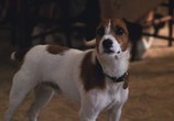 Сцена из фильма Мой пес Скип / My Dog Skip (2000) Мой пес Скип сцена 2