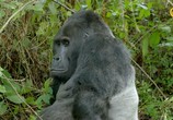 Сцена из фильма BBC. Семья горилл и я / Gorilla Family and Me (2015) BBC. Семья горилл и я сцена 1