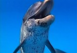 Сцена из фильма BBC: Наедине с природой: Дневник дельфина / BBC: The Dolphin diaries (2004) BBC: Наедине с природой: Дневник дельфина сцена 8