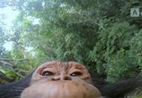 ТВ BBC: Животные в объективе / Animals With Cameras (2018) - cцена 7