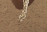 ТВ BBC: Смертоносные змеи Индии / BBC: One Million Snake Bites (2011) - cцена 3