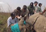 Сцена из фильма На защите носорогов / Chasing Rhinos (2013) На защите носорогов сцена 4