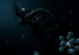 Сцена из фильма Глубокий Океан. Впечатление / Deep Ocean. Experience (2011) Глубокий Океан. Впечатление сцена 10