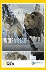 Волк против медведя