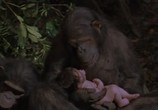 Фильм Грейстоук: Легенда о Тарзане, повелителе обезьян / Greystoke: The Legend of Tarzan, Lord of the Apes (1984) - cцена 3