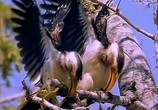 ТВ BBC: Наедине с природой: Птица гром / Thunderbirds (2004) - cцена 3