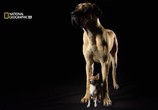 Сцена из фильма National Geographic: Жизнь до рождения: Собаки / In The Womb Dogs (2009) National Geographic: Жизнь до рождения: Собаки сцена 5