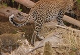 ТВ PBS Nature: Тайная жизнь леопарда / PBS Nature: Revealing the Leopard (2010) - cцена 6
