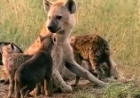 Сцена из фильма BBC: Наедине с природой: Гиены герои или злодеи / BBC: Hyenas herOes or ViLLains (2004) BBC: Наедине с природой: Гиены герои или злодеи сцена 7