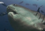 Сцена из фильма Соединённые штаты акул / United Sharks of America (2015) Соединённые штаты акул сцена 5