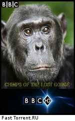 BBC: Шимпанзе - есть ли выход?