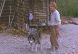 Сцена из фильма Белый клык 2: Легенда о белом волке / White Fang 2: Myth of the White Wolf (1994) Белый клык 2: Легенда о белом волке сцена 3