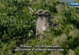 ТВ Королевство кенгуру на острове Роттнест / Rottnest Island Kingdom of the Quokka (2018) - cцена 9