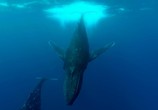 ТВ BBC: Морские гиганты / Ocean Giants (2011) - cцена 8