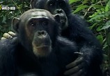 ТВ Королевство обезьян: Брат на брата / Wild Kingdom Of The Apes (2014) - cцена 8
