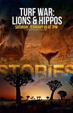 Война за территорию: львы и бегемоты