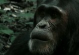 ТВ Обезьяны на тропе войны / Rise of the Warrior Apes (2016) - cцена 3