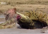 Сцена из фильма National Geographic : Крокодильи разборки / Crocodile Ganglands (2010) National Geographic : Крокодильи разборки сцена 3