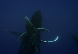 Сцена из фильма Дикие Гавайи. Тайны морских глубин / Wildes Hawaiii. Secrets of the Deep (2013) 