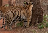 Сцена из фильма Банда тигриц / Tigress Blood (2014) Банда тигриц сцена 8