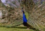 ТВ BBC: Наедине с природой: Повесть о павлине и тигре / The tale of the peacox and the tjger (2004) - cцена 3