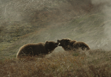 Сцена из фильма Земля медведей / Land of the Bears (2013) 