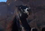 Сцена из фильма Возвращение черного скакуна / The Black Stallion Returns (1983) Возвращение черного скакуна сцена 4