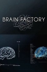 Фабрика мозгов