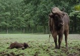 ТВ Возвращение дикой природы / Rewilding (2017) - cцена 1