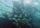 Сцена из фильма Корабельные рифы / Reef Wrecks (2016) Корабельные рифы сцена 4