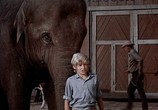 Сцена из фильма Мальчик, который украл слона / The Boy Who Stole the Elephant (1970) Мальчик, который украл слона сцена 15