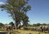 Сцена из фильма Королева слонов / Queen elephant (2014) 