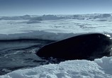Сцена из фильма BBC: Морские гиганты / Ocean Giants (2011) BBC: Морские гиганты сцена 10