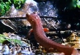 ТВ BBC: Наедине с природой: Бессмертная саламандра / BBC: The immortal Salamander (2004) - cцена 2
