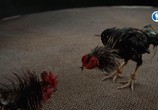 Сцена из фильма Куриная планета / Chicken Planet (2016) Куриная планета сцена 9