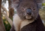 Сцена из фильма Смертоносные австралийцы / Deadly Australians (2017) Смертоносные австралийцы сцена 2