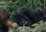Сцена из фильма Дайан Фосси: Секреты в тумане / Dian Fossey. Secrets in the Mist (2017) Дайан Фосси: Секреты в тумане сцена 3