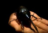 Сцена из фильма Animal Planet. Самые большие и страшные жуки в мире / World's Biggest and Baddest Bugs (2009) Самые большие и страшные жуки в мире сцена 6
