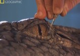 Сцена из фильма National Geographic : Когда крокодилы ели динозавров / When crocs ate dinosaurs (2009) National Geographic : Когда крокодилы ели динозавров сцена 3