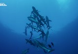 Сцена из фильма Полчища акул / Shark Swarm (2017) Полчища акул сцена 2