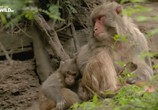 Сцена из фильма Слепая обезьяна / The blind monkey (2016) Слепая обезьяна сцена 6